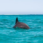Delfin 3
